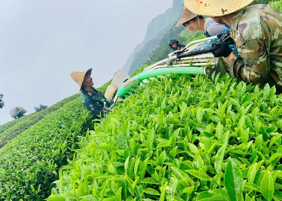 Anji white tea First picking in spring in Dark Brown variety promotes better digestion