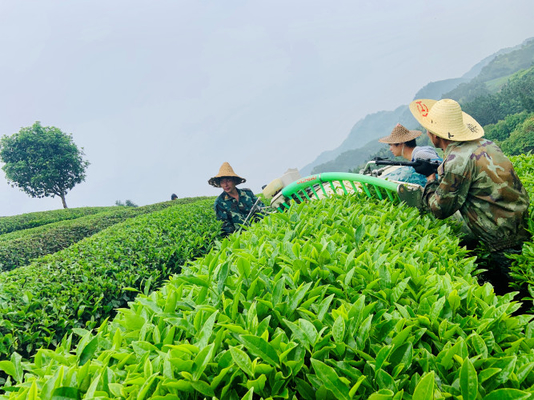 Brewing Time 2-3 Minutes - Feibai Anji White Tea Small Pot Tea for Stress Management