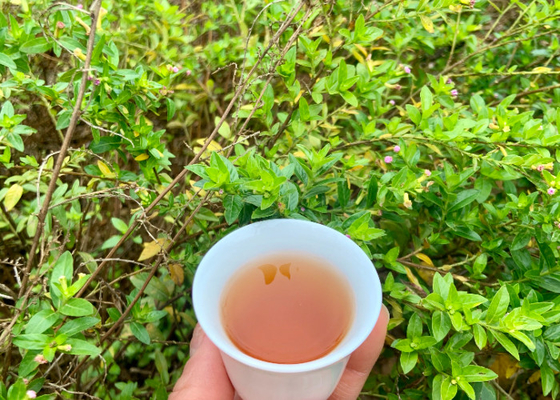 Embark on a Healthier Journey with a 3-5 Minutes Brewing Time Healthy Alternative To Tea